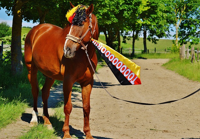 全场最高分 全场最高分
